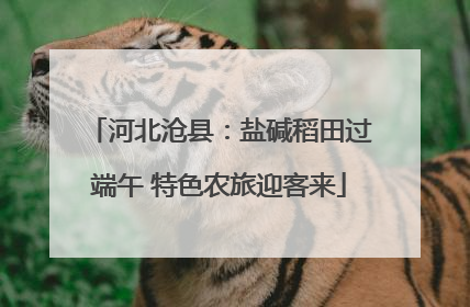河北沧县：盐碱稻田过端午 特色农旅迎客来
