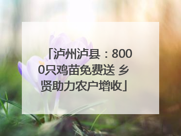 泸州泸县：8000只鸡苗免费送 乡贤助力农户增收
