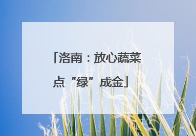 洛南：放心蔬菜点“绿”成金
