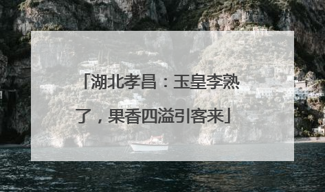 湖北孝昌：玉皇李熟了，果香四溢引客来
