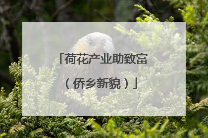 荷花产业助致富（侨乡新貌）