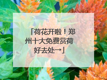 荷花开啦！郑州十大免费赏荷好去处→