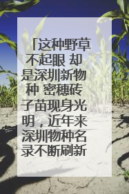 这种野草不起眼 却是深圳新物种 密穗砖子苗现身光明，近年来深圳物种名录不断刷新