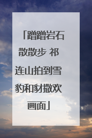 蹭蹭岩石散散步 祁连山拍到雪豹和豺撒欢画面