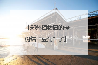 郑州植物园的梓树结“豆角”了