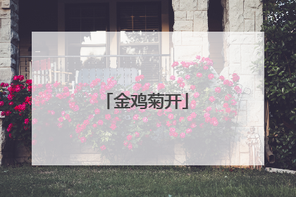 金鸡菊开