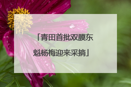 青田首批双膜东魁杨梅迎来采摘