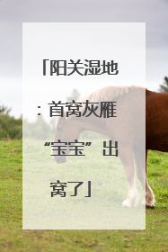 阳关湿地：首窝灰雁“宝宝”出窝了