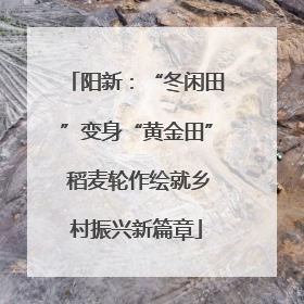 阳新：“冬闲田”变身“黄金田” 稻麦轮作绘就乡村振兴新篇章