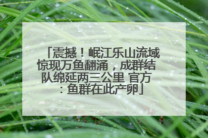 震撼！岷江乐山流域惊现万鱼翻涌，成群结队绵延两三公里 官方：鱼群在此产卵