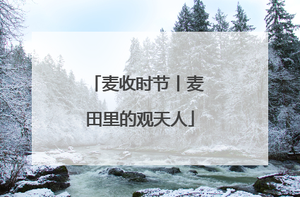 麦收时节丨麦田里的观天人