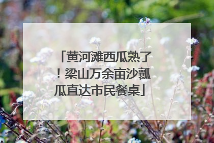 黄河滩西瓜熟了！梁山万余亩沙瓤瓜直达市民餐桌