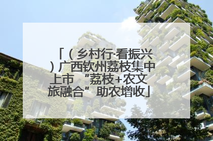 （乡村行·看振兴）广西钦州荔枝集中上市 “荔枝+农文旅融合”助农增收